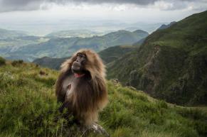 gallery/gelada babon