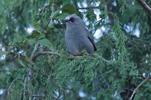 gallery/abyssinian-catbird-ethiopia-nik-borrow-2