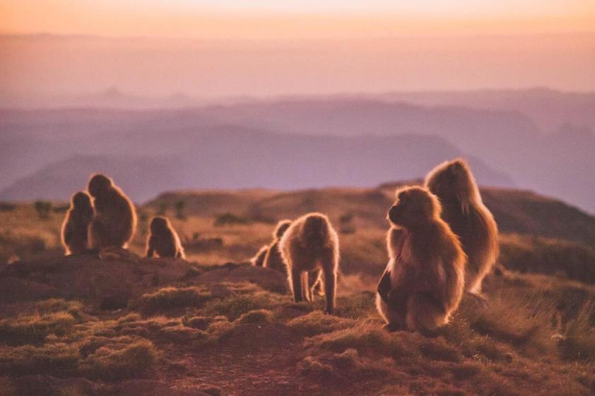 gallery/gelada-baboons-sunset-camp-geech-simien-mountains-roof-of-africa-ethiopia